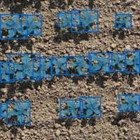 Tournesol annoté