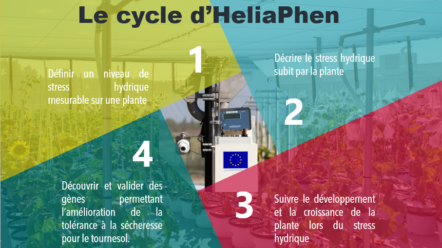 Cycle HeliaPhen